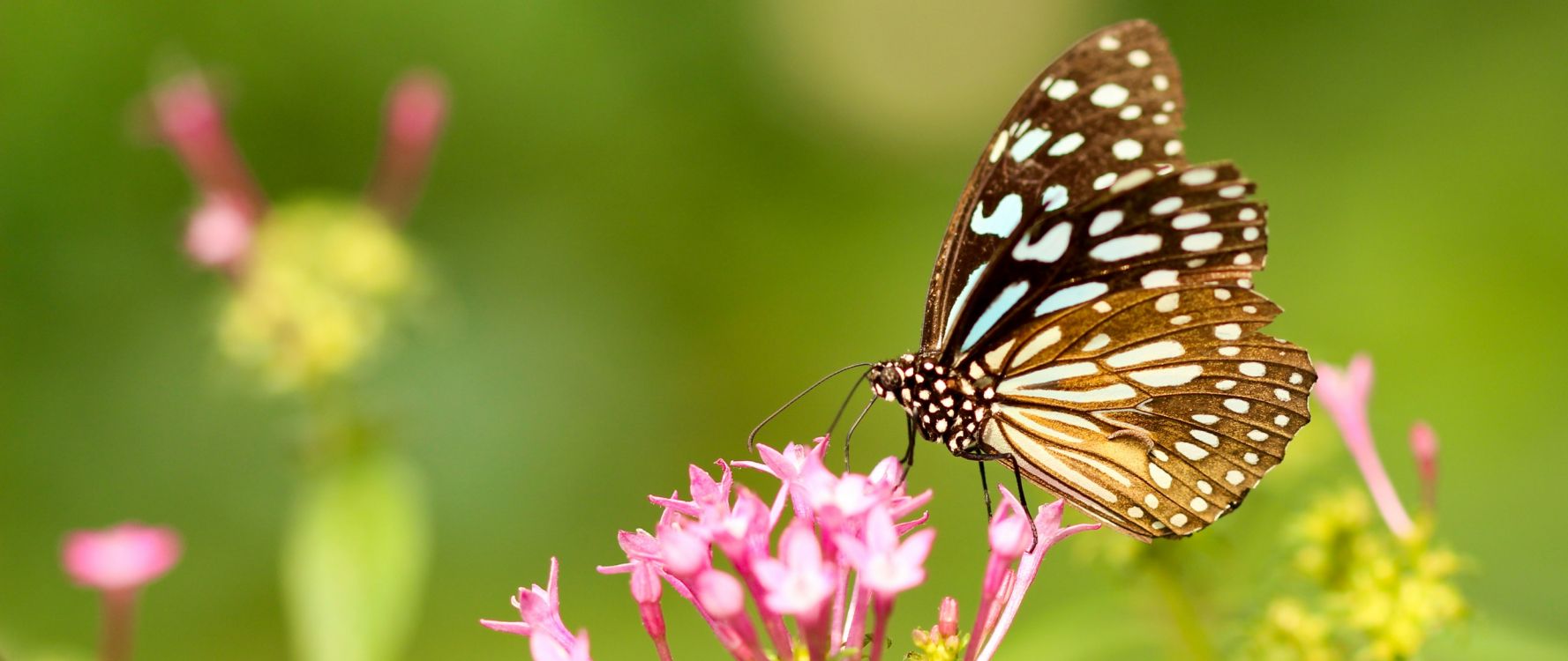 Papillon Noir et Blanc Perché Sur Une Fleur Rose en Photographie Rapprochée Pendant la Journée. Wallpaper in 2560x1080 Resolution