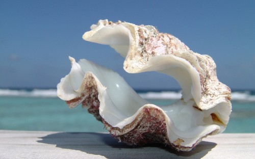 Image white and brown ceramic swan figurine