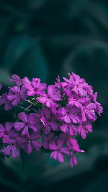 Image purple flowers in tilt shift lens