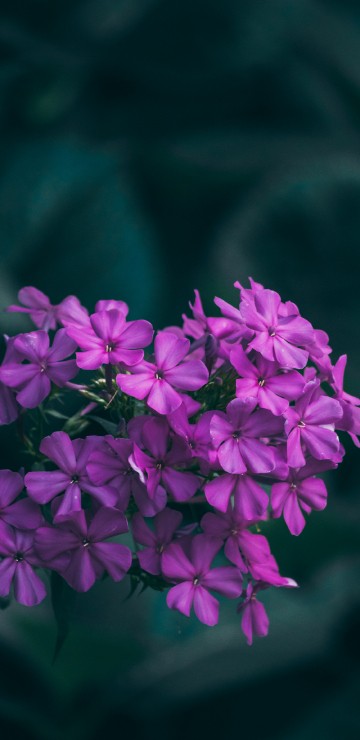 Image purple flowers in tilt shift lens