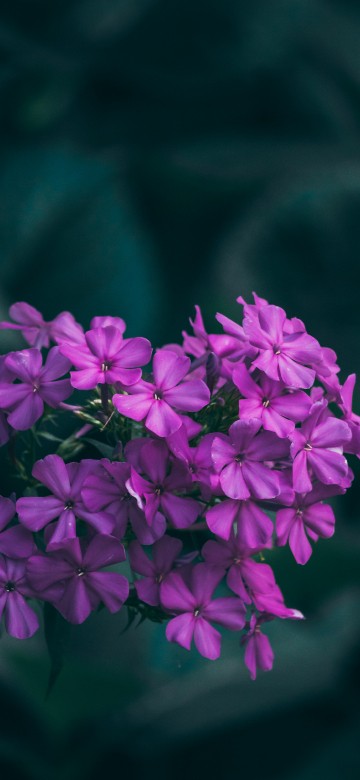 Image purple flowers in tilt shift lens