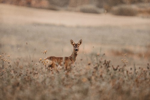 Image brown fox on brown field during daytime