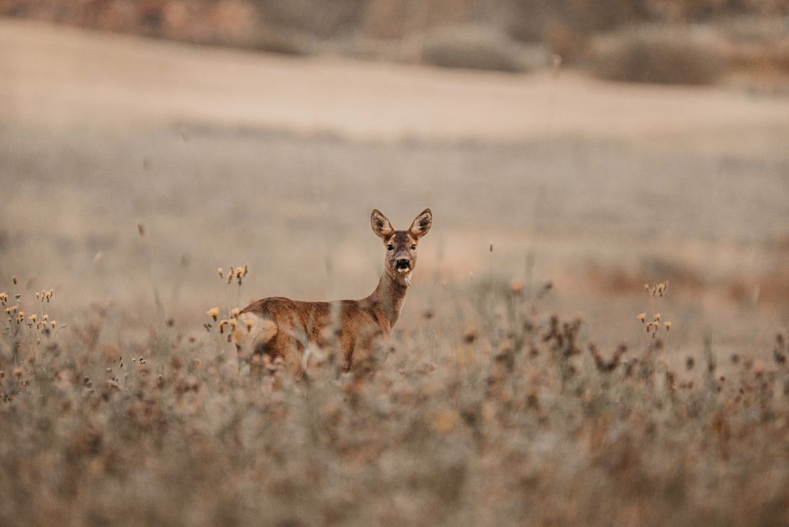 brown fox on brown field during daytime