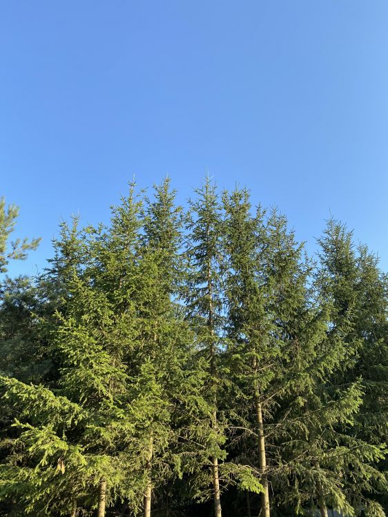 Vegetation, Branch, Woody Pflanze, Zweig, Biome. Wallpaper in 1536x2048 Resolution