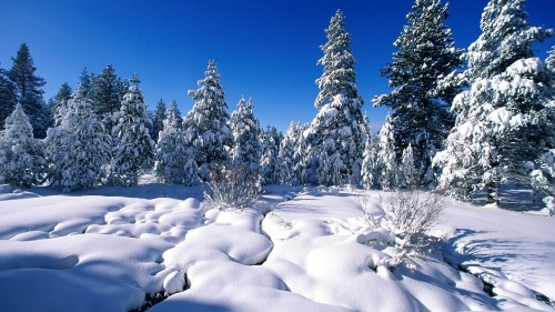 Image snow covered trees under blue sky during daytime