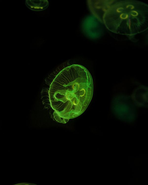 green and white jelly fish