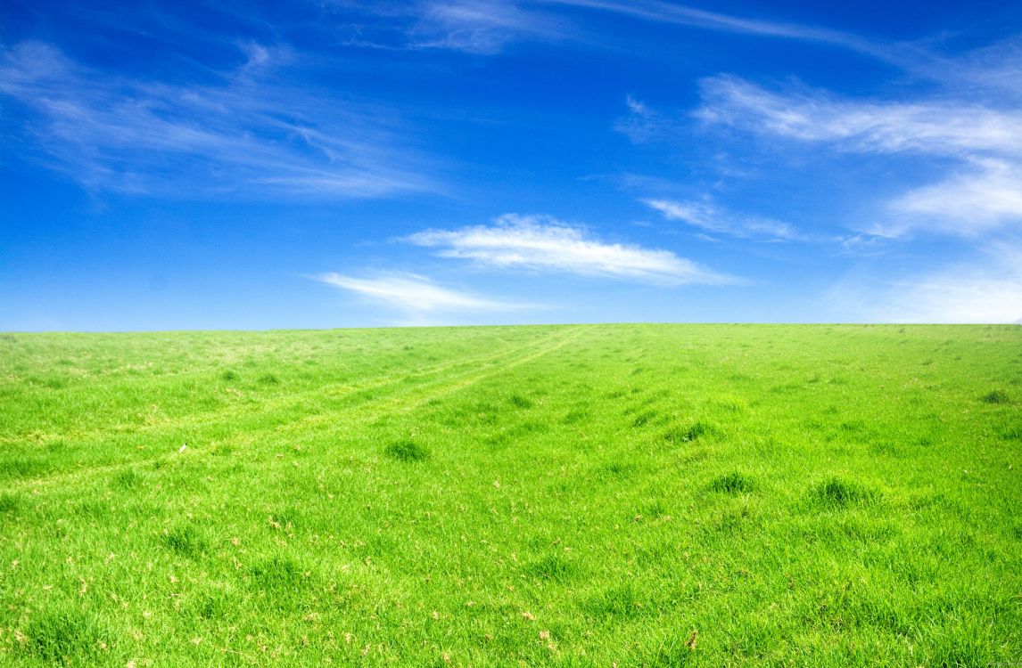 Grass Wallpaper Vitality Green Background Photography Maps And Picture For  Free Download  Pngtree