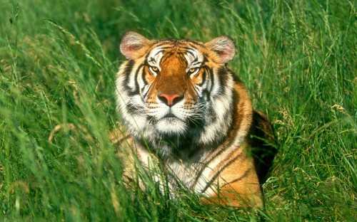 Image tiger lying on green grass during daytime