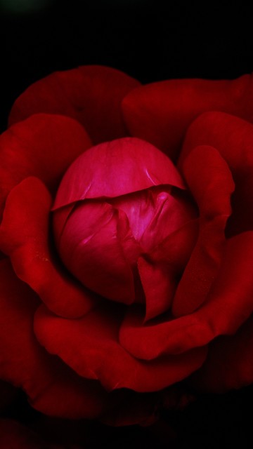 Image garden roses, flower, garden, hybrid tea rose, flower bouquet