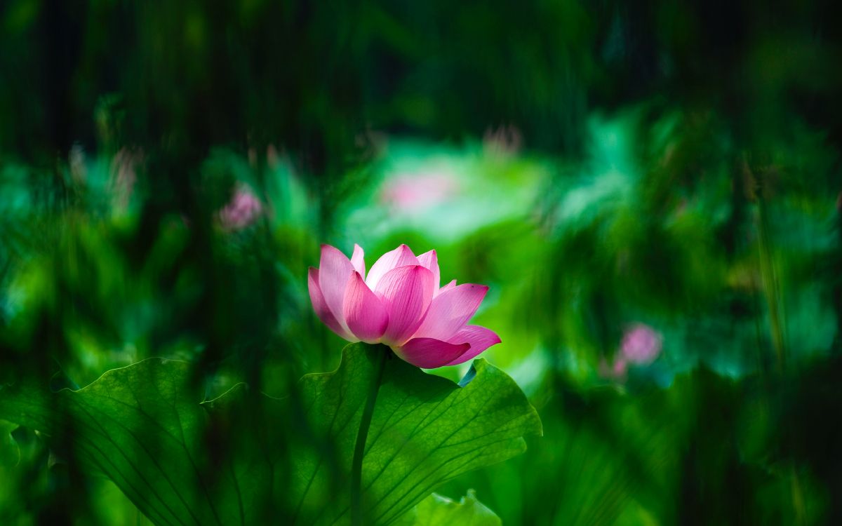 Pink Flower in Tilt Shift Lens. Wallpaper in 3799x2374 Resolution