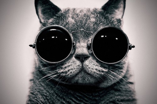 Image silver tabby cat wearing black sunglasses