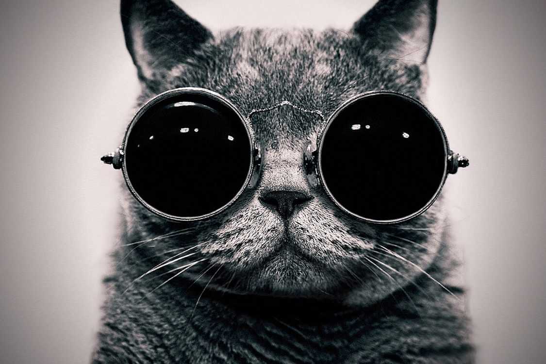 silver tabby cat wearing black sunglasses