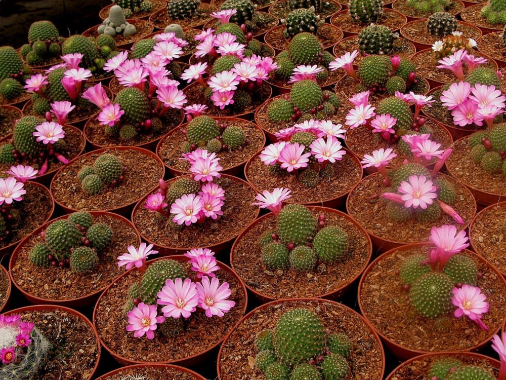 pink and green flower lot