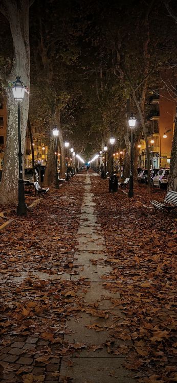 IPhone, Apple, Parc D'automne, Éclairage, Nuit. Wallpaper in 1301x2820 Resolution