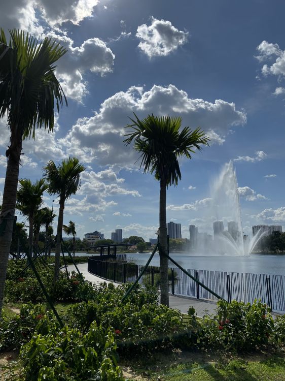 palm trees, water, cloud, tree, woody plant