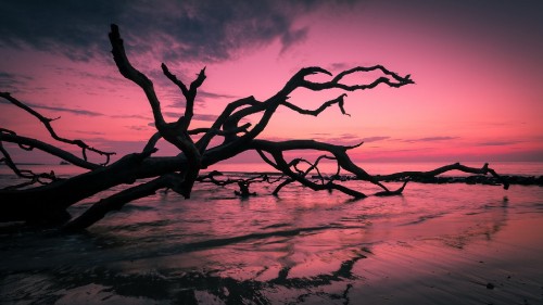 Image bare tree on beach shore during sunset