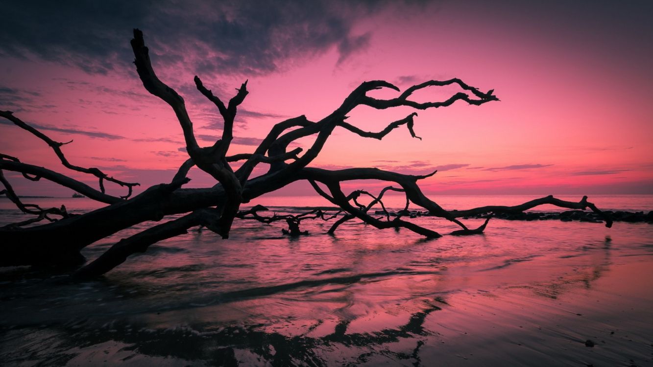 bare tree on beach shore during sunset