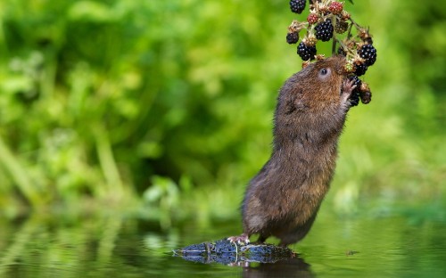 Image brown rodent on green plant during daytime