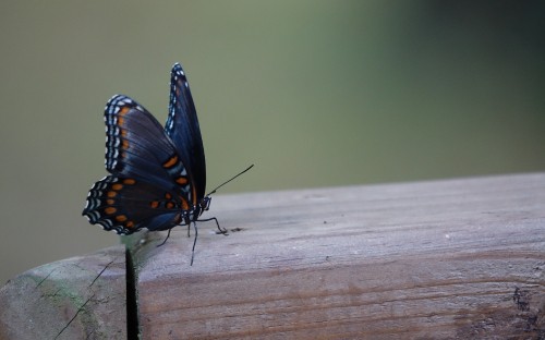 Image black and blue butterfly on brown wooden surface