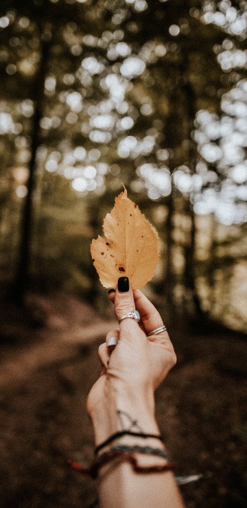 Image autumn, People in nature, leaf, tree, hand