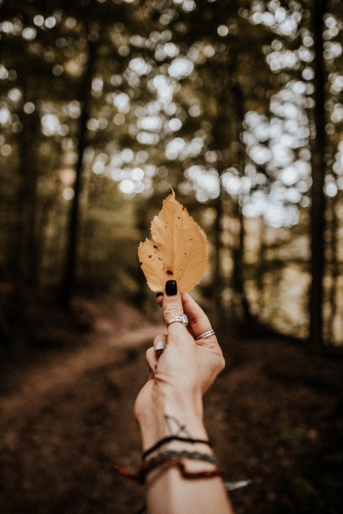 Image autumn, People in nature, leaf, tree, hand