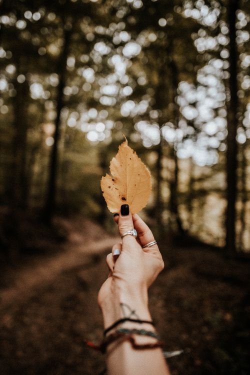 autumn, People in nature, leaf, tree, hand