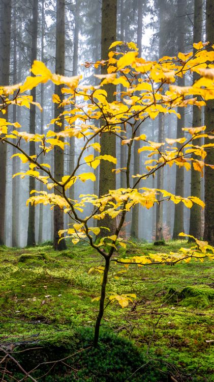 Natur, Baum, Branch, Zweig, Stamm. Wallpaper in 1080x1920 Resolution