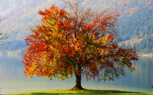 Image red and green tree near body of water during daytime