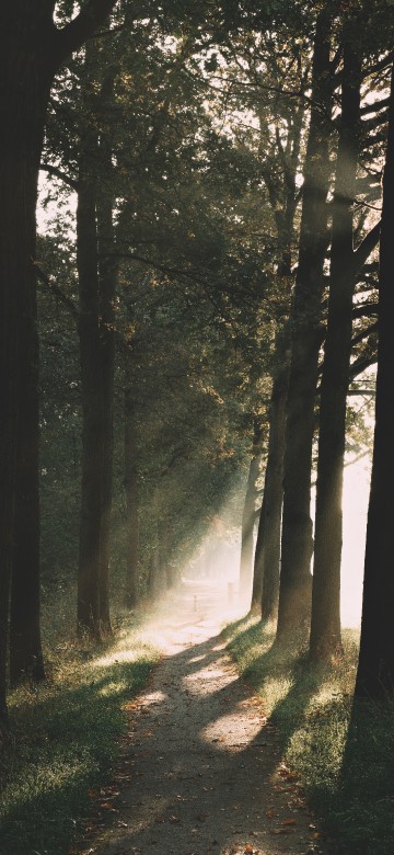 Image woodland, temperate coniferous forest, morning, light, natural environment