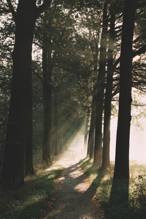 Image woodland, temperate coniferous forest, morning, light, natural environment