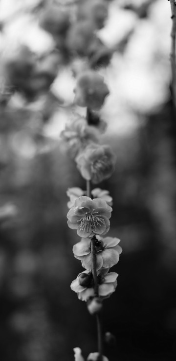 Image grayscale photo of flower in bloom