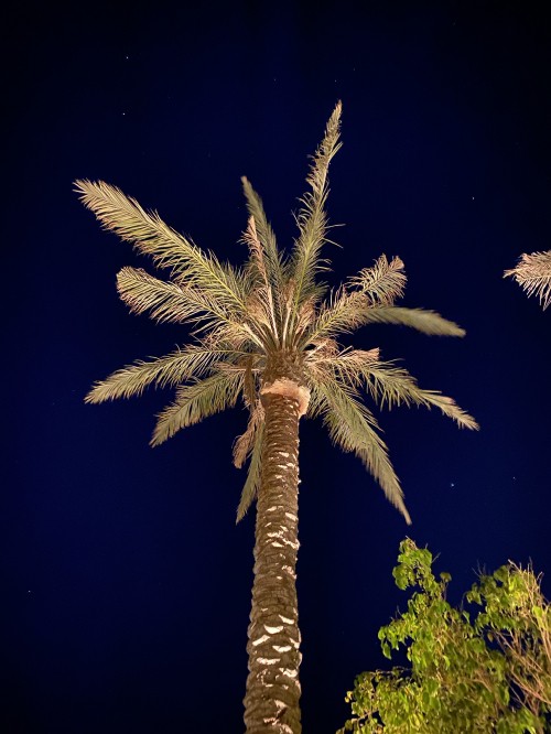 Image plant stem, palm trees, Date palm, plant, tower