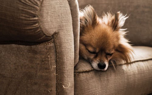 Image brown pomeranian on brown couch