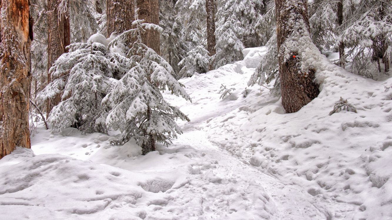 snow covered trees during daytime