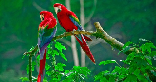 Image red blue and green macaw perched on brown tree branch during daytime