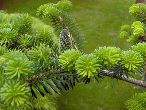 Image green pine cone on green pine tree during daytime