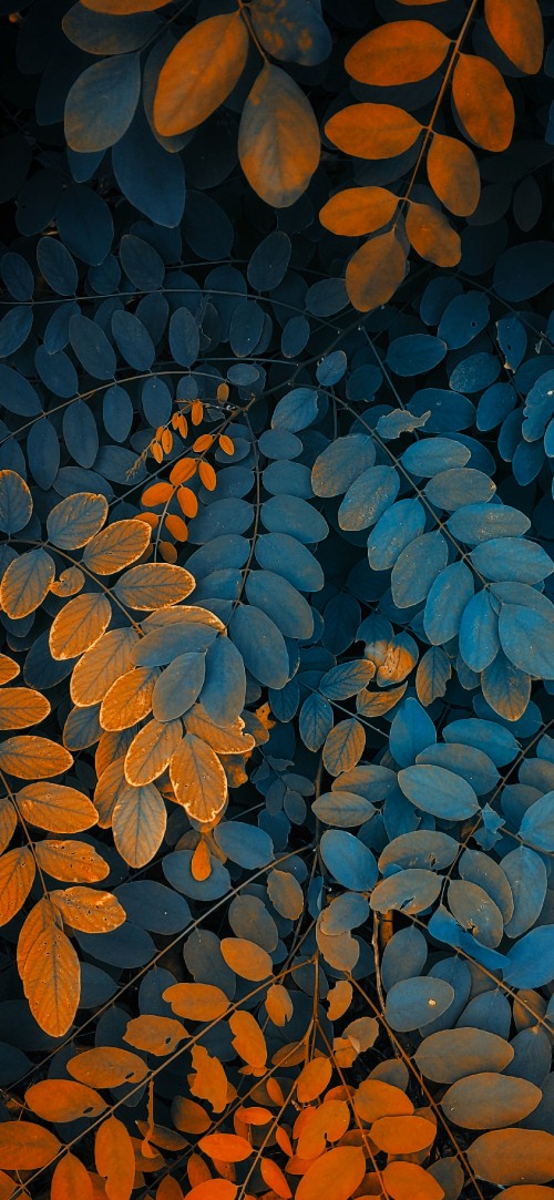 Image illustration, plant, leaf, tree, branch