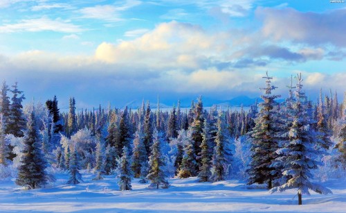 Image green pine trees on snow covered ground under blue sky during daytime