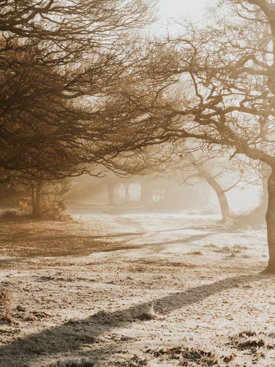 Branch, Himmel, Baum, Natur, Morgen. Wallpaper in 5985x7980 Resolution