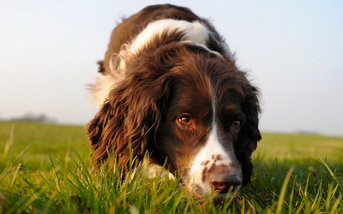 Image brown and white long coated dog on green grass during daytime