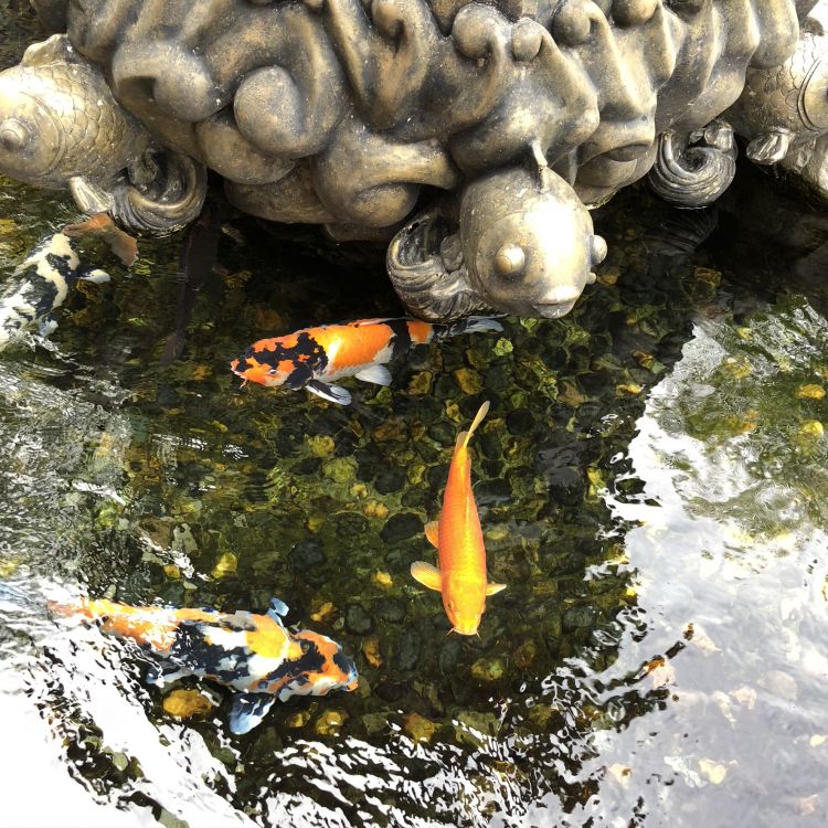 water, koi, fish pond, fish, marine biology