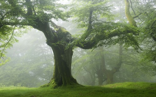 Image green grass field with trees during daytime