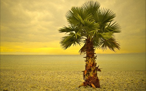 Image green palm tree on beach during daytime