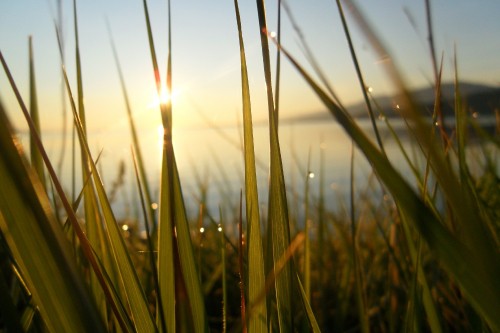 Image green wheat field during sunset