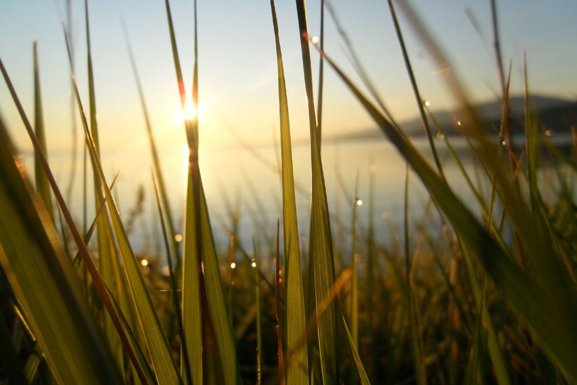 green wheat field during sunset