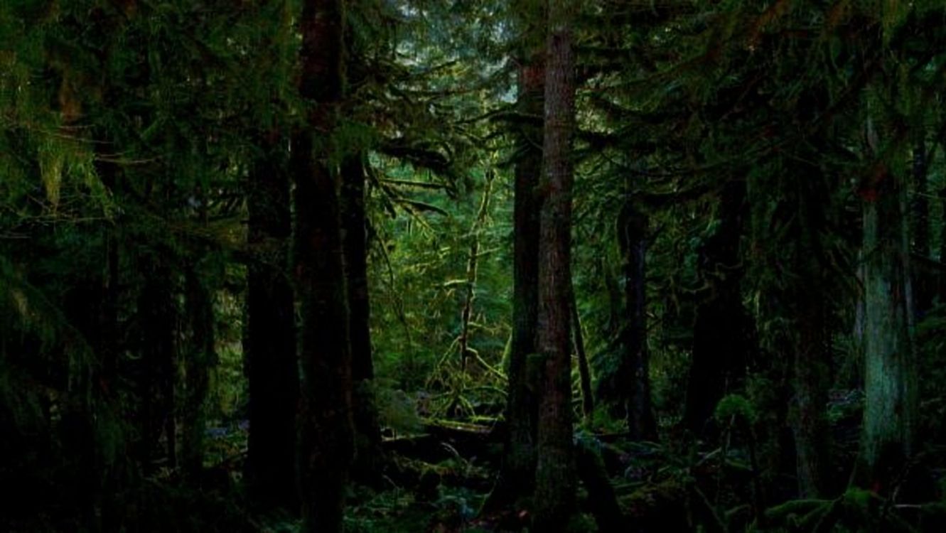 green trees in forest during daytime