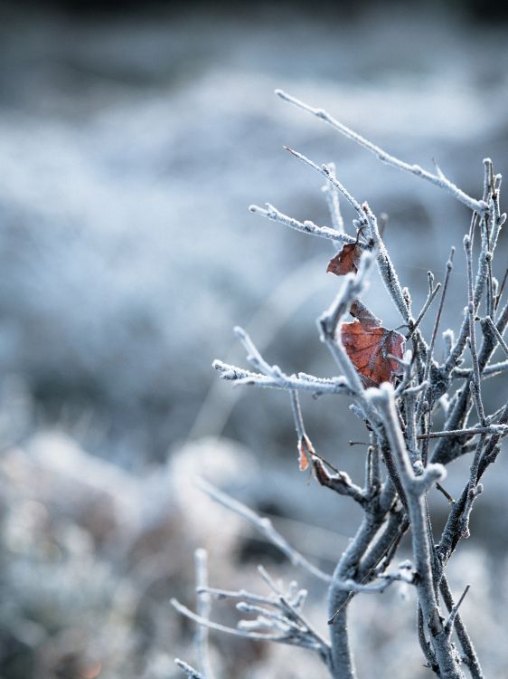 Branch, Zweig, Winter, Einfrieren, Frost. Wallpaper in 6192x8256 Resolution