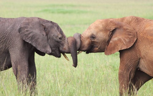 Image brown elephant on green grass field during daytime