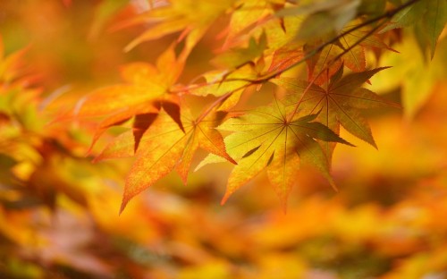 Image yellow and brown maple leaf