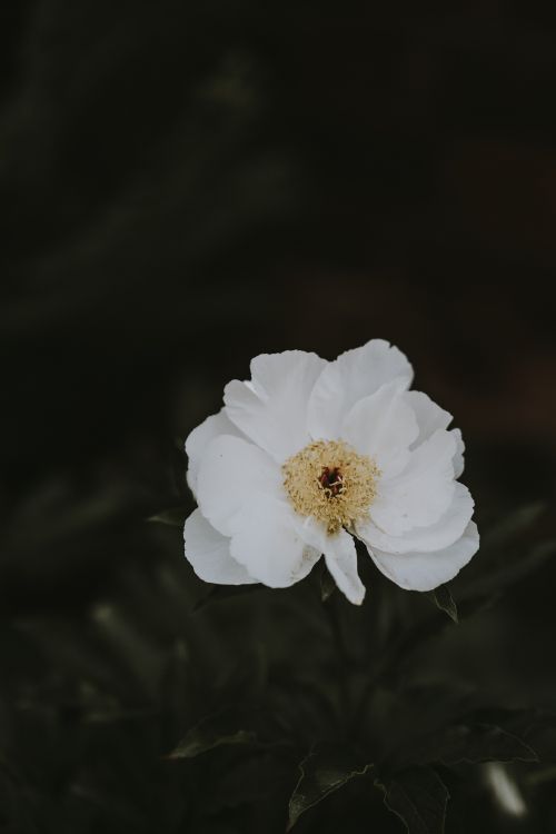 Weiße Blume Auf Schwarzem Hintergrund. Wallpaper in 5304x7952 Resolution